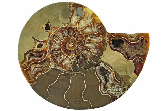 Bargain, Cut & Polished Ammonite Fossil (Half) - Madagascar #229960
